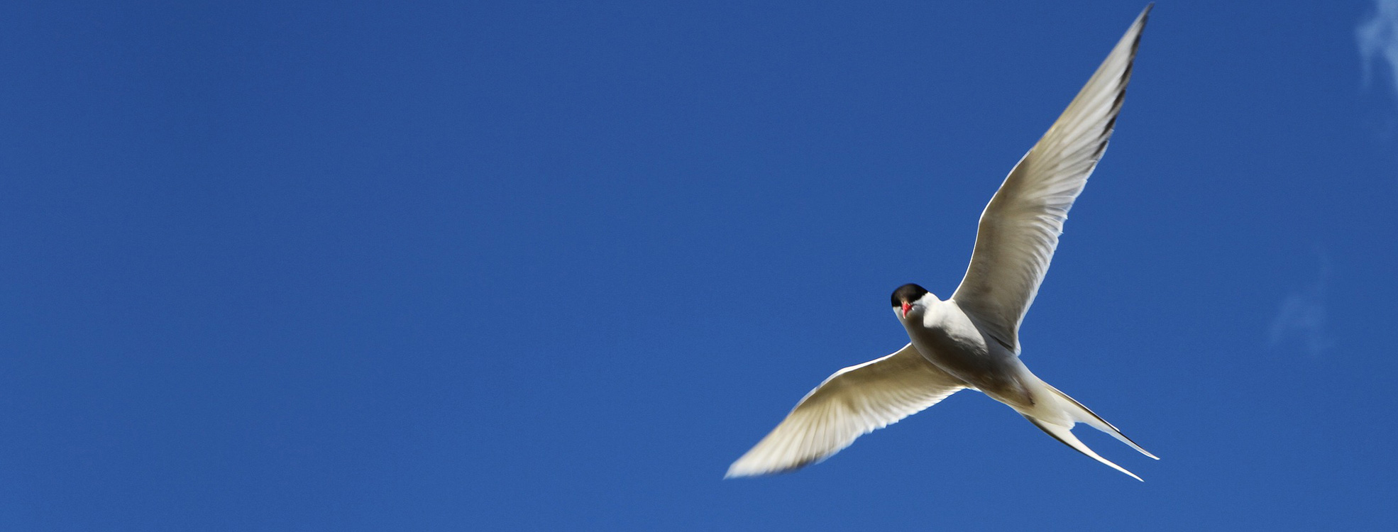 Supporting the WA Seabird Rescue Organisation