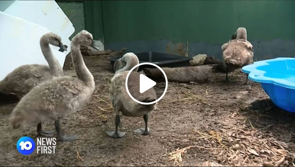 Cygnets saved