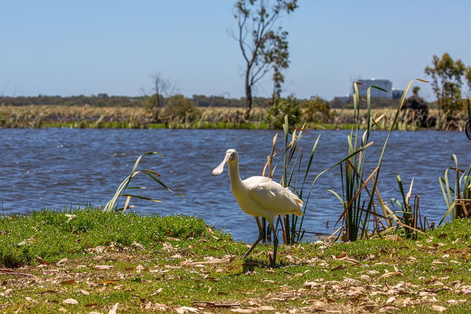 Spoonbill Rehabilitation & Release