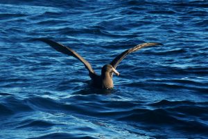 Northern Giant Petrel eCard Front