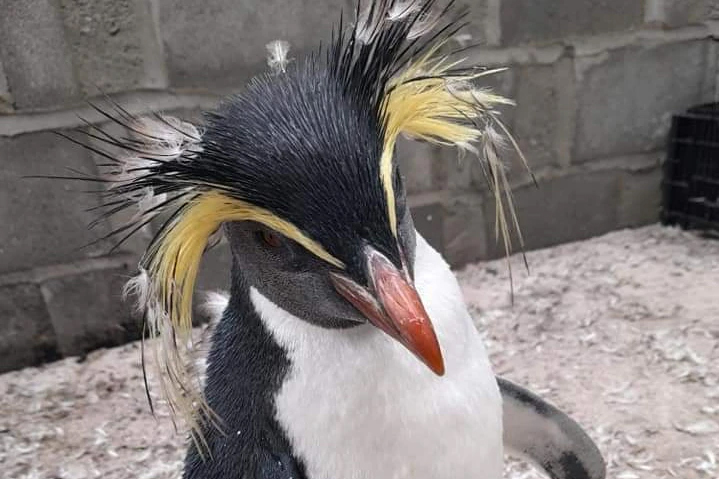 Rockhopper Penguin by Carol Biddulph