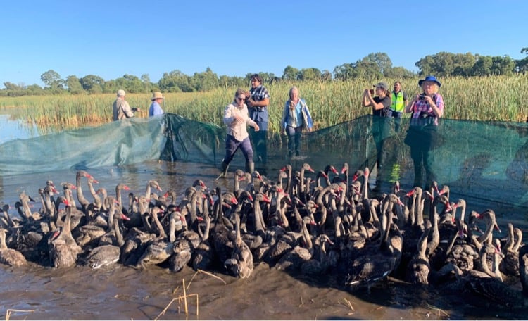 Swan Cygnet Rescue