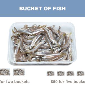 Bucket of Fish