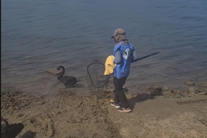 Entangled Swan Rescue