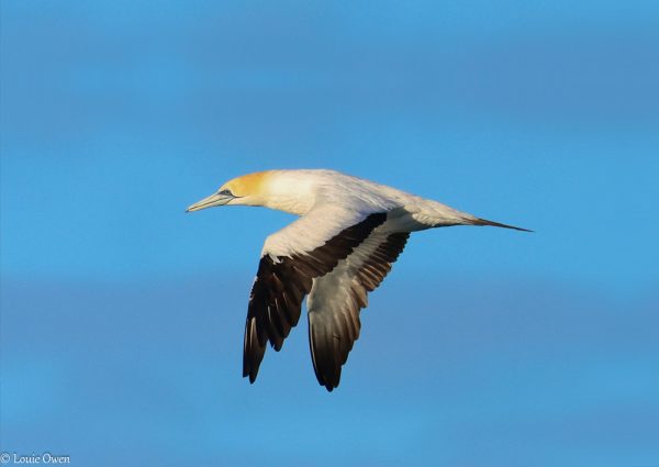 Australasian Gannet WASR eCard