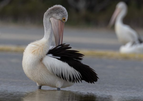 Australian Pelicans WASR eCard