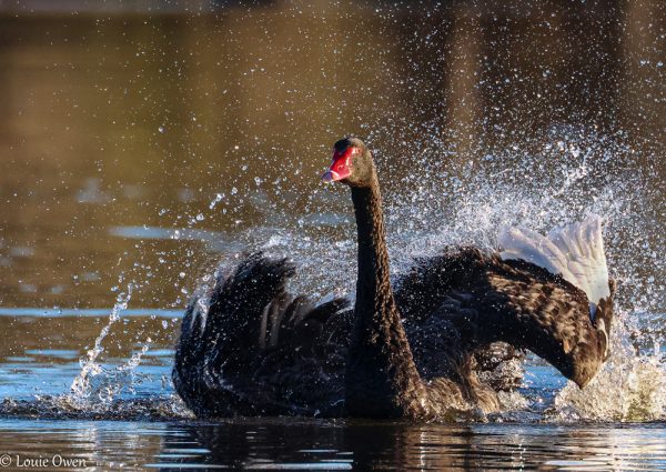 Black Swan WASR eCard