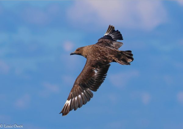 Brown Skua WASR eCard