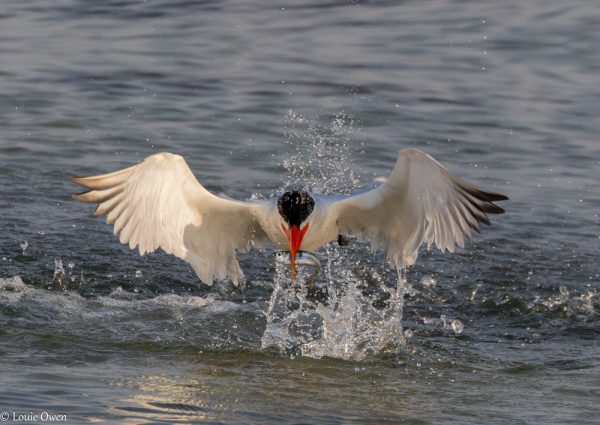 Caspian Tern WASR eCard