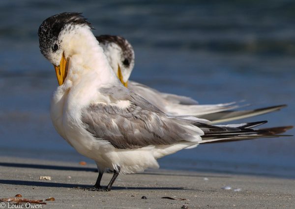 Crested Terns WASR eCard