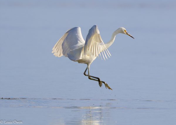 Eastern Great Egret WASR eCard