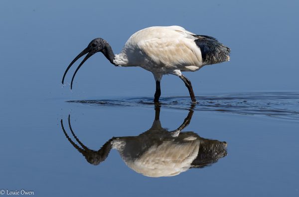Australian White Ibis WASR eCard
