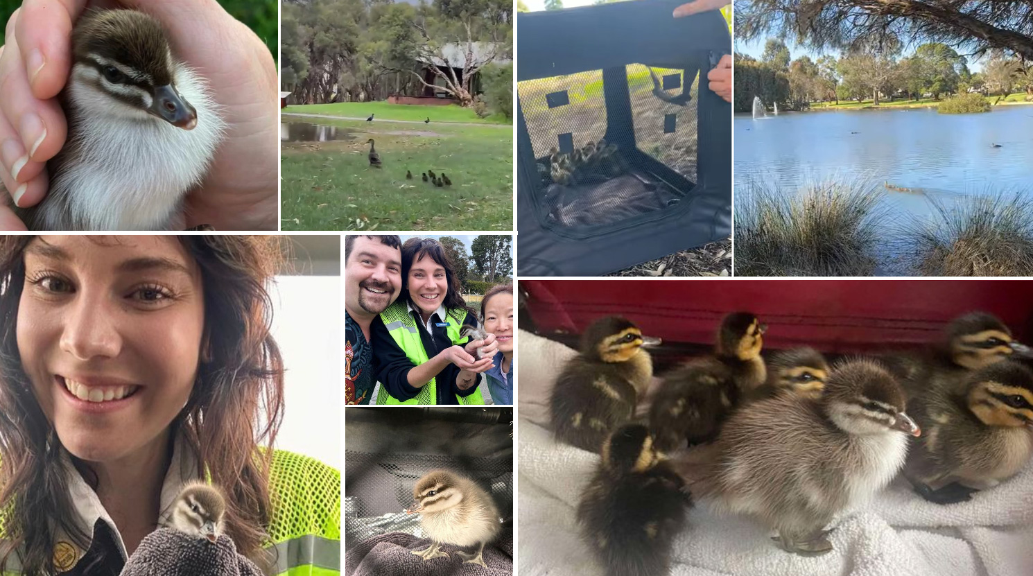 It’s duckling season
